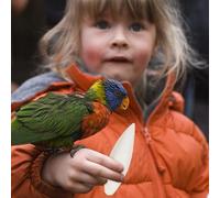 Mineral Beak Stone- Avian Health Block, Raw Shell Derived Source with Minerals, Pet Birds Supplementation Nutritional Supply for Cockatiels, Sparrow Parakeet Conures Budgies Gear