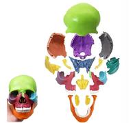 Mini Anatomy Skull Model 1/2 Human Skull Anatomical Model Removable Realistic Head Model 15 Pieces Coloured Exploded Plastic Skull for Education