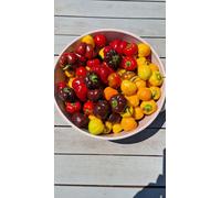 Mini Bell Multi-Colour Sweet Pepper Seeds - 10 Fresh Seeds