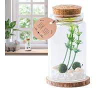 Mini Bottles with Cork | Glass Container | Storage Decoration Miniature Stylish with Wooden Corks for Home Crafts Desktop Ornament Family Friends Drift Message Wishing