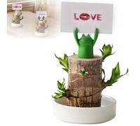 Mini Brazil Lucky Wood, Brazilian Lucky Wood Plant, NEW Brazil Lucky Wood Plant, Magical Sprouting Lucky Bamboo Wood, Brazilian Wood Hydroponic Plant Decor (Frog)