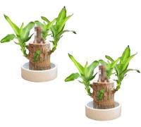 Mini Brazil Lucky Wood, Hydroponic Potted Plant Stump Mini Plant, Magical Sprouting Lucky Bamboo Wood, Indoor Office Desktop Plant to Purify Indoor Air (2)