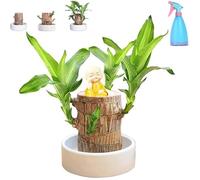 Mini Brazil Lucky Wood, Magical Sprouting Lucky Bamboo Wood, Brazilian Lucky Wood Plant, Hydroponic Potted Plant Stump Small Mini Plant, Air Purifying Plants Indoor (C)