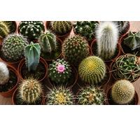 Mini Cactus Collection: Three Plants