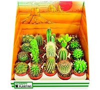 Mini Cactus Mix Collection Indoor Cactus House Plant Mini Small Cacti Houseplants 6cm Pot Real Plants ideal as gifts for Office, Home windowsill, for a Vivarium or Terrarium - Pack of 20 Cacti Plants