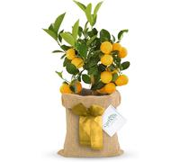 Mini Citrus Lemon Tree in Hessian Gift Wrap Carbeth Plants Green One Size