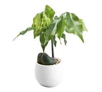 Mini Colourful Round Plastic Plant Flower Pots Home Office Decor Planter Small Flower for Indoor Plants Ceramic