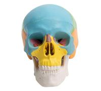 Mini Detachable Colour Coded Skull Model with Moving Jaw Pvc