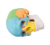 Mini Detachable Skull Model with Moving Jaw, Pvc Decorative Study