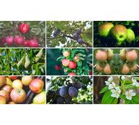 Mini Dwarf Plants for Patio: Apple (Malus) Mini Golden Delicious