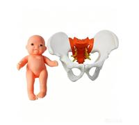 Mini Female Childbirth Demonstration Pelvis Model, Female Pelvis Childbirth Model, Postpartum Recovery Training Models, for Midwifery Study Display.