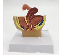 Mini Female Pelvic Sagittal Anatomy Model Human Female Pelvic Structure Model Female Reproductive and Urinary System Mod