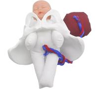 Mini Female Pelvis And Baby Model,Female Pelvis Childbirth Model,with Separable Baby And Pelvis With Doll/with Umbilical Cord/with Placenta For Study Display Teaching Model