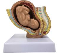 Mini Fetal Model, Detachable Fetus, Shows The Anatomy of The Female Internal Reproductive Organs, Maternity Midwifery Teaching Anatomy Model