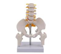 Mini Human Movable Pelvic Model, Lumbar Spine, Postpartum Repair Of Pelvic Joints, Medical Skeleton Pelvis Bone Anatomy