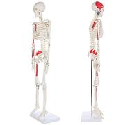 Mini Human Skeleton,85Cm Life-Size Skeleton Model Painted And Numbered 35" Anatomical Replica with Muscle Insertion And