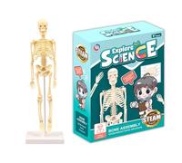 Mini Human Skeleton - Kids Educational Puzzle Toys, Miniature Model, Realistic Shape, Removable Arms Legs, Easy To Assemble, The Human Body Mini Set, 35 CM