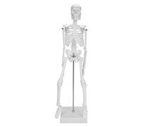 Mini Human Skeleton Model, 45cm Full Body Human Skeleton Model with Movable Arms and Legs on Plastic Base for Medical Teaching Learning, Kids Learning Education Display Tool Gift