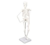 Mini Human Skeleton Model, PVC Human Body Bone Structure with Movable Arms Legs and Stand, Mini Human Skeleton Bone Structure for Study and Display