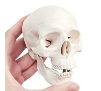 Mini Human Skull Model, 3 Parts Palm-Sized Anatomy Skull Model with Removable Skull Cap & Full Set Teeth, School Teaching-Learning Tool, Fun Decorations Halloween Decorations Pirate Themed Decorations