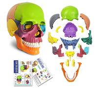 Mini Human Skull Model, Didactic 15 Parts Palm-Sized Anatomy Skull Model, Exploded Skull, Medical Teaching Learning, Kids Learning Education, Skull Puzzle, Colored