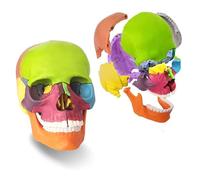 Mini Human Skull Model, Didactic Anatomy Model in 15 Palm-Sized Parts, Detachable Skull Model for Child Rearing A
