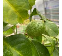 Mini Lemon Tree Fragrant Evergreen Indoor Outdoor Citrus Plant In Pot