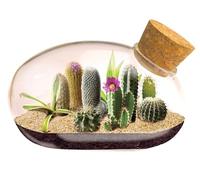 Mini Office Cactus Terrarium - The Desert Mouse Tiny Garden - Fun to Grow, Low Maintenance - Perfect for The Office Or Home Tabletop.…