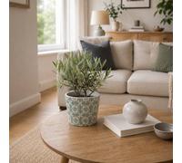 Mini Olive Bush In Old Style Green Ceramic Large Pot Easy Care Evergreen Houseplant