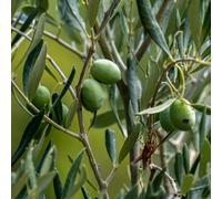 Mini Olive Bush Silver Green Mediterranean Shrub In 15Cm Pot