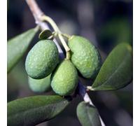 Mini Olive Tree Olea Europaea Silver Green Evergreen 15Cm Potted Plant