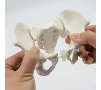 Mini Pelvis Model Skeleton Model, Movable Hip and Pelvic Bone Bendable Rotation Teaching Aids Anatomy Model, Female Pelvic Medical Educational Model 5.9 * 5.1 * 2.8 Inch.