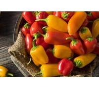 Mini peperone dolce miscela di semi di raccolta di Serendipity! Dolce gustoso e delicato (40)