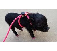 Mini Pig Harness - Adjustable - Fits Other Animals - Potbellied Pigs, Ferrets, Rabbits, Dogs, Cats