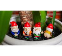 Mini Plant Pot Naughty Gnomes Gift Republic Black One Size