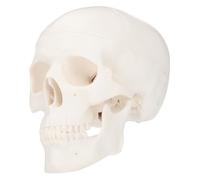 Mini Plastic Skull Model Halloween for Art Study White | Human Structure Learning Aid, Visual Display for Schools and Hospitals, Plastic Finish, Compact Desk Ornament