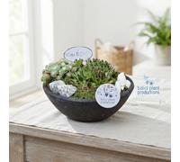 Mini Sempervivum Arrangement (Houseleek) - 22Cm Ceramic Pot