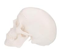 Mini Skull Model Halloween Plastic Detachable Learning Aid for Schools | White Human Skull Structure Visual Aid, Art Sketch Sculpture, Suitable for Hospitals and Classrooms