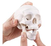 Mini Skull Model - Small Size Human Anatomical Anatomy Medical Teaching Skeleton Head Studying - Easy to Carry