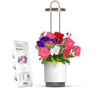 Mini Smart Planter Kit with Petunia Plant Pods by Click&Grow, Hydrovase Indoor Garden, Self-Watering Pot with Grow Light (White)