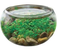 Mini WaterPlants - Create Your Own Soothing Aquasacape Starter Kit, Indoor Plant Glass Globe Terrariums with Complete Supplies, Just Add Water, 3-Pack