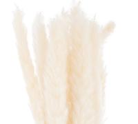 Mini White Pampas Grass Bunch Of 15