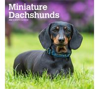 Miniature Dachshunds - Zwergdackel 2026 - 16-Monatskalender: Original BrownTrout-Kalender [Mehrsprachig] [Kalender]