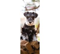 Miniature Schnauzer 2026 Slim Calendar