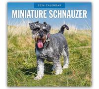 Miniature Schnauzer 2026 Square Wall Calendar