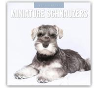 Miniature Schnauzer 2027 Square Wall Calendar: Original Red Robin Publishing Ltd-Kalender [Mehrsprachig] [Kalender]