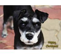 Miniature Schnauzer Dog Christmas Card 'Happy Christmas' - Special Animal Xmas Card for Him Her from Pets Kids