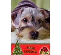 Miniature Schnauzer Dog Christmas Card 'Happy Christmas' - Special Animal Xmas Card for Him Her from Pets Kids