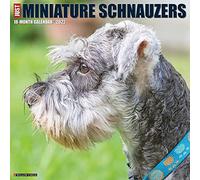 Miniature Schnauzers 2022 Wall Calendar