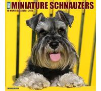 Miniature Schnauzers 2026 12 X 12 Wall Calendar